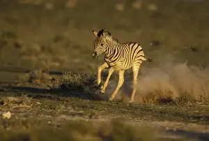 Innocent Prints: Namibia, Etosha National Park, Running young Plains Zebra (Equus burchelli)