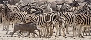 Etosha Np Prints: Namibia, Etosha National Park. A warthog runs past a herd of zebras