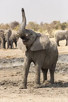 Adventure Prints: Namibia, Etosha National Park. A young bull elephant makes a defiant stand
