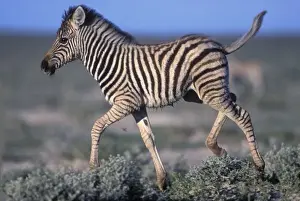 Images Dated 2nd November 2011: Namibia, Etosha National Park, Young Plains Zebra (Equus burchelli) trots through