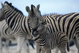 Animal Behavior Prints: Namibia, Etosha National Park, Zebra herd gathers on salt pan by water hole