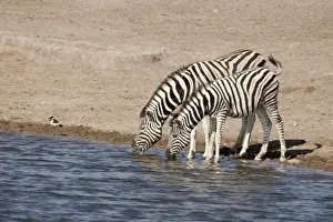 Etosha Np Prints: Namibia, Etosha National Park. Two zebras drink at a waterhole