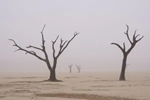Namibia. Fog shrouds the dead acacia trees in Deadvlei, within Namib Naukluft National