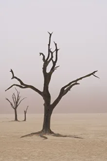 Dead Prints: Namibia. Fog shrouds the dead acacia trees in Deadvlei, within Namib Naukluft National