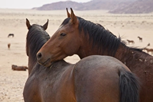Scar Prints: Namibia, Garub. Two members of feral horse herd interact
