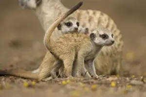 Namibia, Keetmanshoop, Meerkat Pups (Suricate suricatta) standing together while