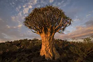 Kokerboom Woud Prints: Namibia, Keetmanshoop, Quiver Tree (Aloe dichotoma) in Kokerboomwoud (Quiver Tree