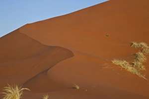 Images Dated 11th September 2009: Namibia, Namib Desert, Namib Naukluft Park. Grasses on smooth sand dune