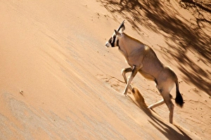 Namibia, Namib Desert, Sossusvlei, Namib-Naukluft Park. Oryx climbing a sand dune