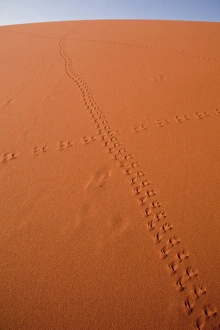 Images Dated 11th September 2009: Namibia, Namib-Naukluft Park, Sossusvlei. Animal tracks on a sand dune in Namib Desert