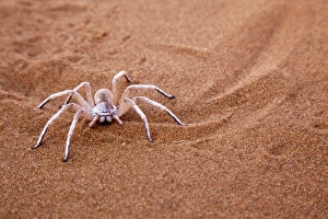 Images Dated 11th September 2009: Namibia, Namib-Naukluft Park, Sossusvlei, Sossusvlei. Dancing white lady spider