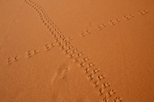 Images Dated 11th September 2009: Namibia, Namib-Naukluft Park, Sossusvlei