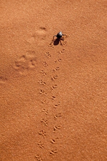Images Dated 11th September 2009: Namibia, Namib-Naukluft Park, Sossusvlei. A beetle makes tracks on Namib Desert sand dunes