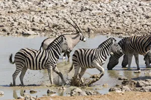 Waterhole Prints: Namibia. Nervous Zebra take off from the waterhole, Etosha National Park