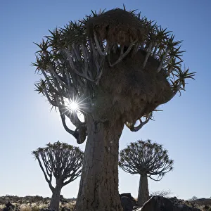 Images Dated 28th July 2016: Namibia. A Quiver tree, actually a giant aloe, aloe dichotoma, in the Keetmanshoop area