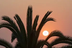 Namibia. Setting sun and a silhouetted palm tree, Swakopmund