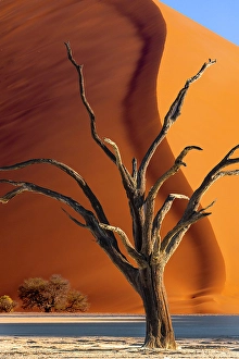 Images Dated 22nd July 2024: Namibia, Sossusvlei, Namib-Naukluft National Park. Dead tree shape and giant sand dune