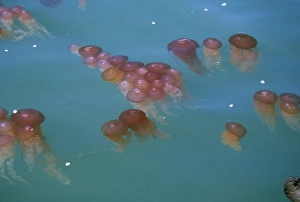 Walvis Bay Prints: Namibia, Walvis Bay. Floating jellyfish