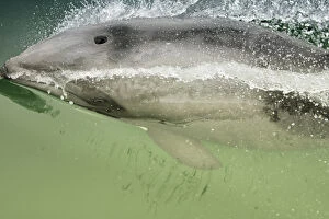 Images Dated 27th August 2008: Namibia, Walvis Bay. Surface shot of rare Heaviside Dolphin