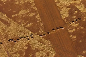 Images Dated 24th August 2008: Namibian Desert. Herd of Plains Zebra run in single file across an airstrip