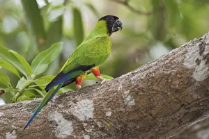 South American Prints: Nanday parakeet