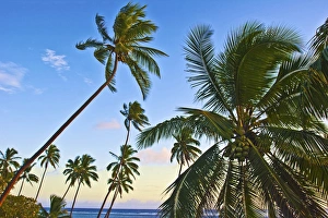 Miva Stock Prints: Nanuku Levu, Fiji Islands palm trees with coconuts, Fiji, South Pacific, Oceania