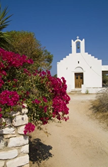 Paros Island Prints: Naoussa, Paros Island, Greece, Europe. White church next to the beautiful flowers