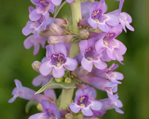 High Desert Prints: Narrow leaf beardtongue, whorled penstemon