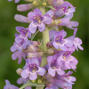 High Desert Prints: Narrow leaf beardtongue, whorled penstemon