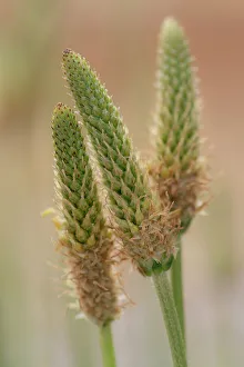 Husk Prints: Narrow-leaved plantain husks, Plantago lanceolata, New Mexico