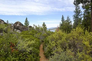 Prints of A narrow path at Logan Shoals Vista, Zephyr Cove, Lake Tahoe, Nevada, Usa Images Dated 2018 December: A narrow path at Logan Shoals Vista, Zephyr Cove, Lake Tahoe, Nevada, Usa