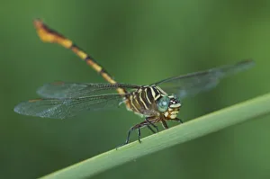 Images Dated 26th June 2006: Narrow-striped Forceptail, Aphylla protracta, adult on Cattail, Willacy County, Rio Grande Valley