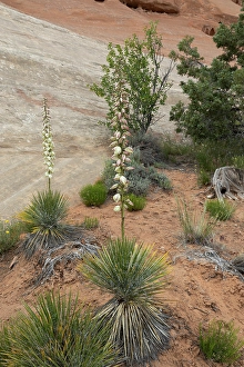 Images Dated 12th September 2024: Narrowleaf yucca, Alcove Nature Trail, Colorado National Monument, Colorado, US