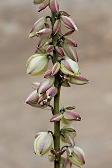 Images Dated 12th September 2024: Narrowleaf yucca, Alcove Nature Trail, Colorado National Monument, Colorado, US