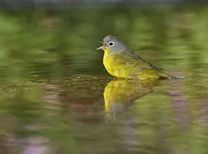 Bathing Prints: Nashville Warbler (Vermivora ruficapilla), adult bathing in pond, Hill Country, Texas