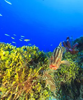 Fish Prints: Nassau Grouper, Northern Bahamas, Caribbean