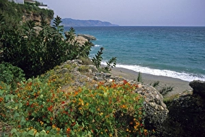 Espana Prints: Nasturtiums grow along Costa del Sol in Spain