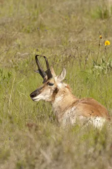Images Dated 20th May 2011: National Bison Range, Montana, USA. Male pronghorn resting in a meadow