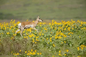 Pronghorn Prints: National Bison Range, Montana, USA. Pronghorn doe with a yellow ear tag walking in