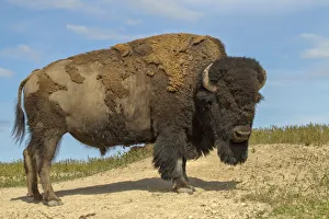 Images Dated 20th May 2011: National Bison Range, Montana, USA. Bison standing up after dust-bathing in a dust wallow
