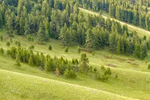 Images Dated 28th March 2019: National bison Range, Montana, USA. Palouse Prairie grasslands on steep hills