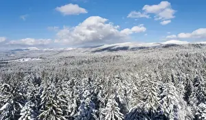 Germany Prints: National Park Bavarian Forest (Bayerischer Wald) in the deep of winter