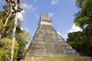 Civilization Prints: National tree called Kapok or Keiba Tree next to Tower 1 at the famous Mayan Ruins