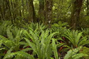 Beech Forest Prints: Native bush, Pleasant Flat, Hst Pass, Mt. Aspiring National Park, West Coast, South Island