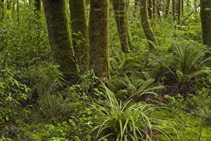Images Dated 18th January 2018: Native forest beside Blue Pools Track