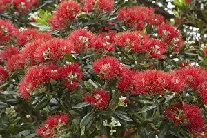Icon Prints: Native Pohutukawa flowers (metrosideros excelsa) in Far North, Northland, New Zealand