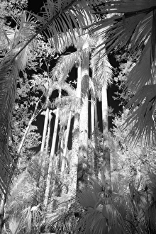 Black And White Prints: Native Royal Palms in Fakahatchee Strand, Florida, USA
