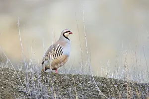 Grassland Prints: Native of southern Eurasia, the Chukar Partridge was introduced to North America as a game bird