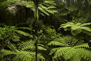 Tree Fern Prints: Native tree ferns at Parry Kauri Park, Warkworth, Auckland Region, North Island