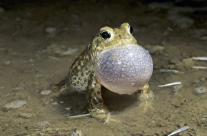 Inflated Prints: Natterjack Toad, Bufo calamita, male calling at night, Edlibach, Zug, Switzerland